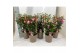 Fuchsia mix op rek 