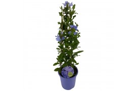 Plumbago auriculata piramide