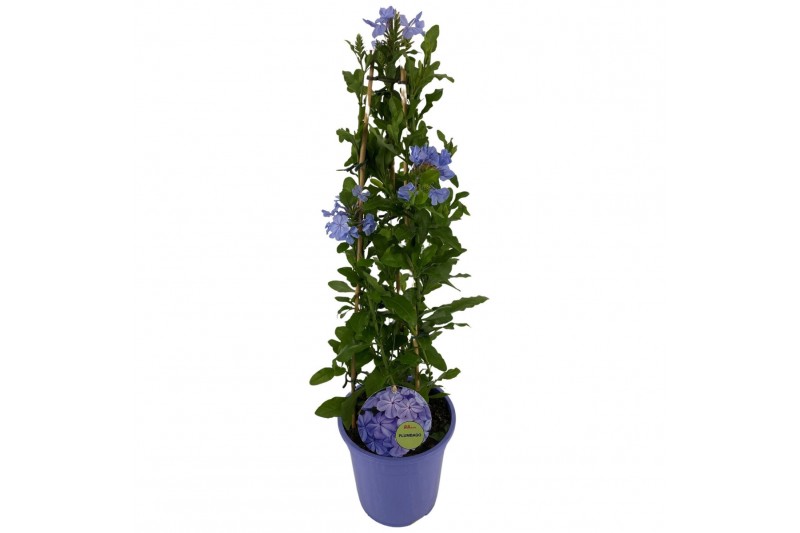 Plumbago auriculata piramide 