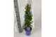 Plumbago auriculata piramide 