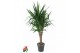 Yucca Vertakt op stam 
