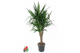Yucca Vertakt op stam