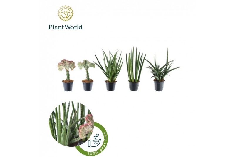 Sansevieria cylindrica mix simpson 