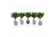 Dracaena fragr. janet craig compacta op stam in delft blue keramiek 