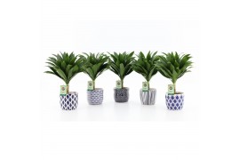 Dracaena fragr. janet craig compacta op stam in delft blue keramiek
