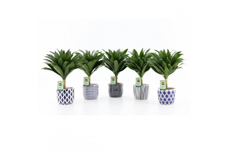 Dracaena fragr. janet craig compacta op stam in delft blue keramiek 