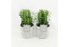 Euphorbia trigona in stone look pot 