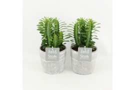 Euphorbia trigona in stone look pot
