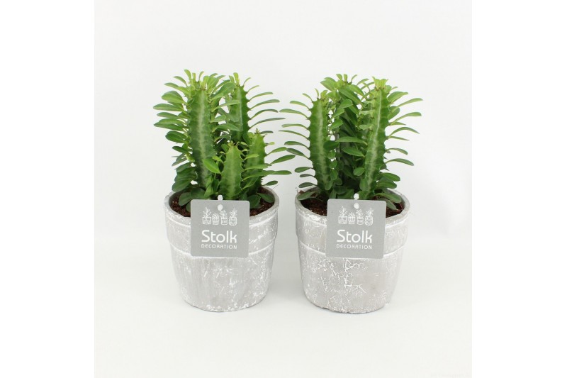 Euphorbia trigona in stone look pot 