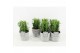 Euphorbia trigona in stone look pot 