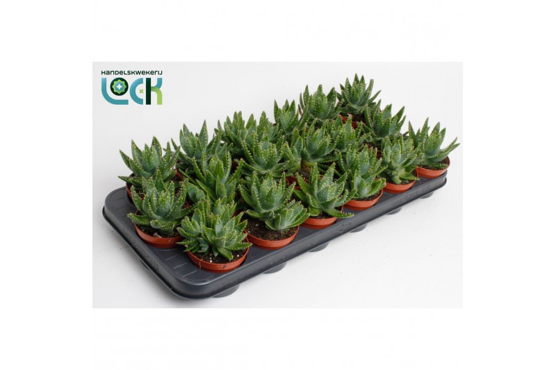 Aloe Brevifolia 