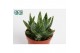Aloe Brevifolia 