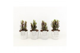 Euphorbia trigona rubra in star pot