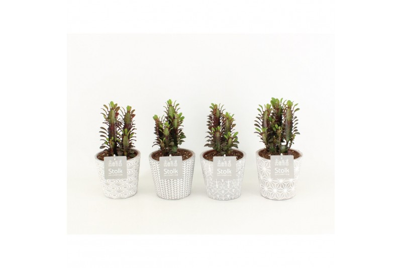 Euphorbia trigona rubra in star pot 
