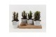 Euphorbia trigona rubra in star pot 