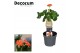 Jatropha podagrica oranje Decorum 