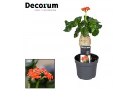 Jatropha podagrica oranje Decorum