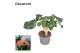 Jatropha podagrica oranje Decorum 