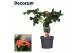Jatropha podagrica oranje Decorum 