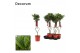 Laurus nobilis Hartvormige stam 20 cm diameter 