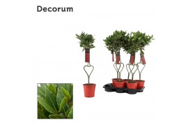 Laurus nobilis Hartvormige stam 20 cm diameter