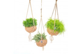 Rhipsalis mix Kokodama 15 cm Rhipsalis mix