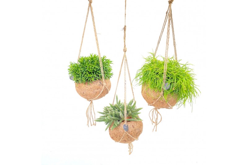 Rhipsalis mix Kokodama 15 cm Rhipsalis mix 