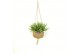 Rhipsalis mix Kokodama 15 cm Rhipsalis mix 