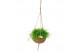 Rhipsalis mix Kokodama 15 cm Rhipsalis mix 
