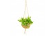 Rhipsalis mix Kokodama 15 cm Rhipsalis mix 