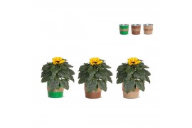 Helianthus sunsation Collectie "Natural Bubble" Helianthus Sunsation i
