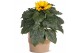 Helianthus sunsation Collectie "Natural Bubble" Helianthus Sunsation i 