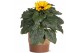 Helianthus sunsation Collectie "Natural Bubble" Helianthus Sunsation i 