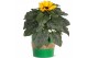 Helianthus sunsation Collectie "Natural Bubble" Helianthus Sunsation i 