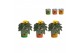 Helianthus sunsation Collectie "BUBBLICIOUS" Helianthus Sunsation in z 