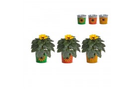 Helianthus sunsation Collectie "BUBBLICIOUS" Helianthus Sunsation in z