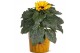 Helianthus sunsation Collectie "BUBBLICIOUS" Helianthus Sunsation in z 