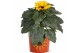 Helianthus sunsation Collectie "BUBBLICIOUS" Helianthus Sunsation in z 