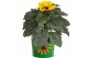 Helianthus sunsation Collectie "BUBBLICIOUS" Helianthus Sunsation in z 