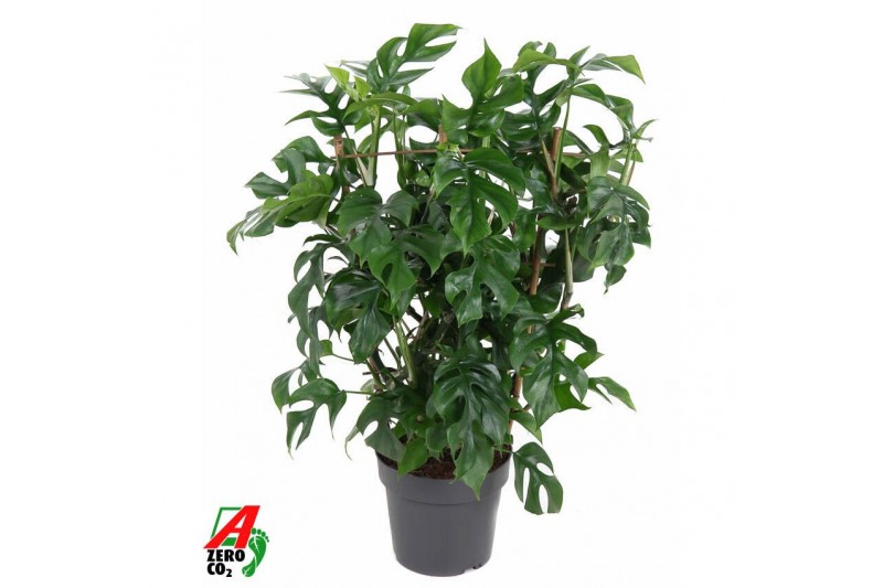 Monstera minima op rek 