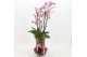 Phalaenopsis LICR-2505 Limited Edition Mothers day 2 pp 