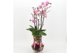 Phalaenopsis LICR-2505 Limited Edition Mothers day 2 pp