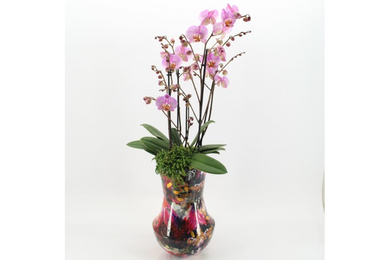 Phalaenopsis LICR-2505 Limited Edition Mothers day 2 pp Phalaenopsis LICR-2505 Limited Edition Mothers day 2 pp