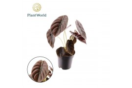 Alocasia cuprea red secret