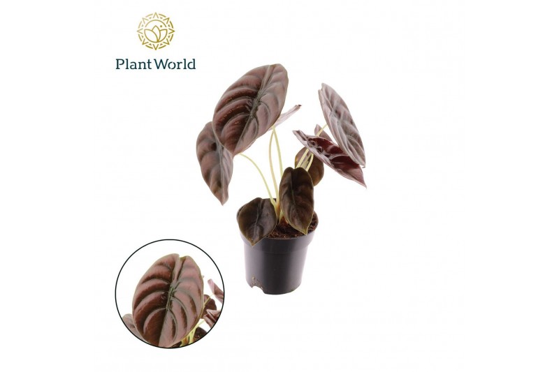 Alocasia cuprea red secret 