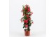 Mandevilla sanderi summerstar pink piramide 