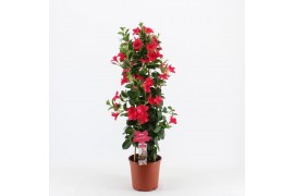 Mandevilla sanderi summerstar pink piramide