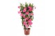 Mandevilla sanderi summerstar eagle eye Rek 