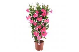 Mandevilla sanderi summerstar eagle eye Rek