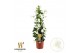 Mandevilla sanderi summerstar white Piramide 